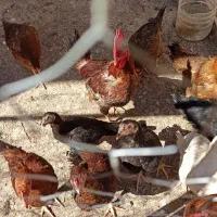 ده عدد مرغ جوان تخم گذار