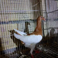دنش هفت رنگ کاکلی