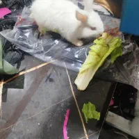 خرگوش بازی گوش