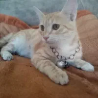 واگذاری گربه