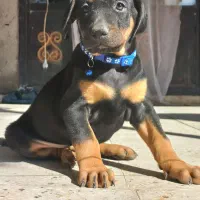 واگذاری توله دوبرمن اروپایی مفت|سگ|تهران, نیروی هوایی (پیروزی)|دیوار