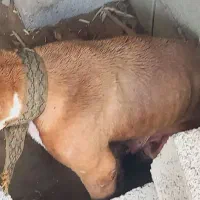 پیتبول|سگ|مسجد سلیمان, |دیوار