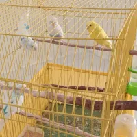 مرغ عشق سالم . رنگ خاص