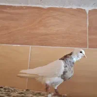 کبوتر|پرنده|بندر گناوه, |دیوار