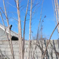 نهال سنوبر|گل و گیاه طبیعی|آستانه اشرفیه, |دیوار