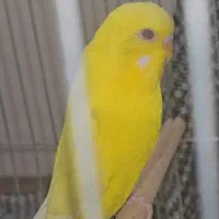 مرغ عشق زرد، با 5یا6تا تخم