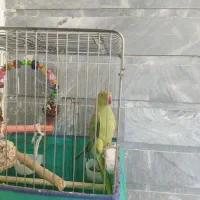 جوجه ملنگو نر