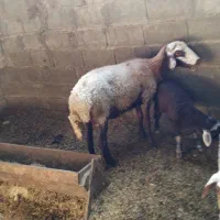 سه عدد گوسفند با دو بره|حیوانات مزرعه|گمیشان, |دیوار