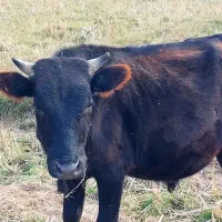 سه راس گاو نر|حیوانات مزرعه|سیاهکل, |دیوار