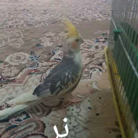 عروس هلندی نر و ماده