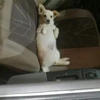 واگذاری سگ|سگ|کرمان, |دیوار