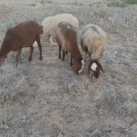 میش افشار|حیوانات مزرعه|نهبندان, |دیوار