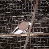 شکار  نر پلنگ سرخ|پرنده|زاهدان, |دیوار