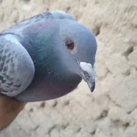 ماده مگس