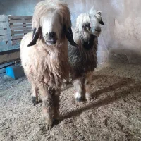 بره ماده درجه ۱ و چاق