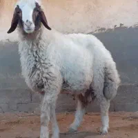 بره نر سنجابی پر خون و اصیل|حیوانات مزرعه|کرمانشاه, |دیوار