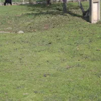 زمین روستایی|فروش زمین و ملک کلنگی|گوراب زرمیخ, |دیوار