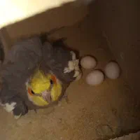 عروس هلندی نر سینامون