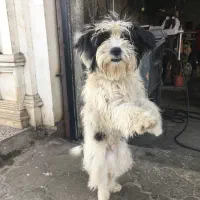 واگذاری سگ مهربان و دوست داشتنی