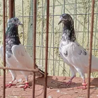 کبوتر پاکستانی تیدی|پرنده|بندرعباس, |دیوار