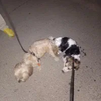 واگذاری سک ولی نه به قیمت اصلی