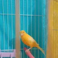 قناری ماده|پرنده|بیرجند, |دیوار