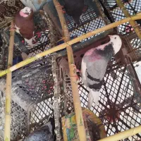 چندد کفتر لطفا با شماره آگهی زیر تماس نگیرید