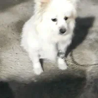 یه سگ دست آموز فروشی