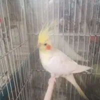 سه عدد عروس هلندی بالغ|پرنده|مشهد, عیدگاه|دیوار