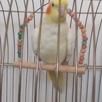 عروس هلندی زرقان