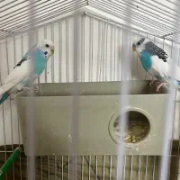 مرغ عشق
