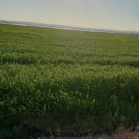 زمین کشاورزی قرق ابی برای فروش ۴هکتار|فروش دفتر صنعتی، کشاورزی، تجاری|بهبهان, |دیوار