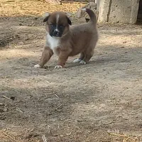 سگ پاکوتاه