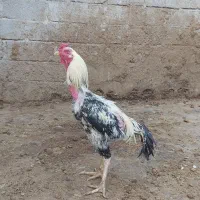 فروش چند عدد خروس