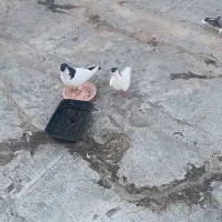 کبوتر خال و خال دم سیاه