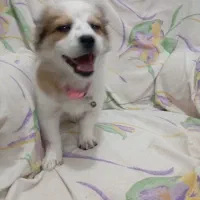 یه عدد سگ پامر روباهی کوچیک ۳۰ سانتی ۴ونیم|سگ|تربت‌حیدریه, بالا ولایت|دیوار