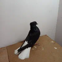 کبوتر رنگی ذاغ دم سفید ۱۷ دم و ۱۶ دم توضیحات بخون