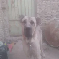 سگ سرابی نر