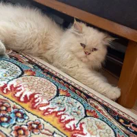 گربه ی پرشین هیمالین نر 5ماهه