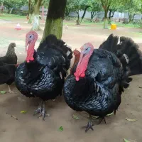 خروس  محلی بوقلمو ن