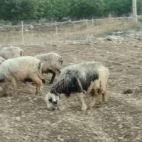 ۱۲راس میش به سرقت رفته