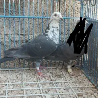 سینه سفید نر|پرنده|خشت, |دیوار