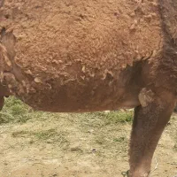 شتر زاییده