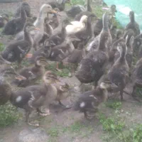 جوجه اردک ۳۰روزه محلی