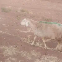 سلام نربز شیره دار..و میش تقلی مغانی|حیوانات مزرعه|تربت جام, میان جام|دیوار