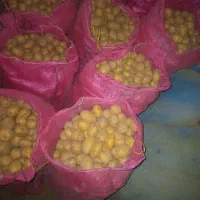 سیب کلومبا درجه یک|خوردنی و آشامیدنی|چادگان, |دیوار