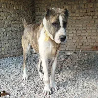 سگ افغانی کوچوک