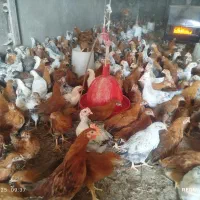 خروس 1کیلوبه بالا