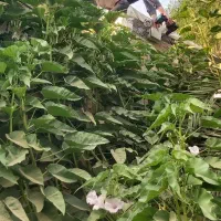 نصب دوربین مداربسته|دوربین مداربسته|باوی, |دیوار