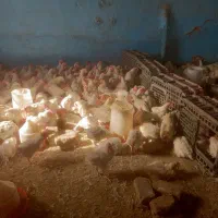 مرغ تخمگذار رسید